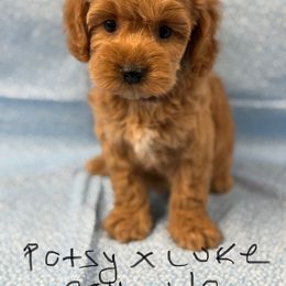 Patsy red boy - Red male Cockapoo puppy in Haines City, Florida from Camic Cockapoos