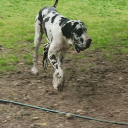 Sophia - Harlequin female Great Dane puppy in Gig Harbor, Washington from Lakaya Danes