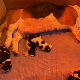 Basset Hound All Grown Up from Beckstrom’s Family Bassets
