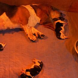 Basset Hound All Grown Up from Beckstrom’s Family Bassets