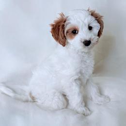Lulu (READ FIRST) Our Warrior and Diamond in the Rough - Parti female Goldendoodle puppy in Portland, Oregon from Smith Family Doodles