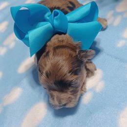 Camden - Merle male Shihpoo puppy in Delphos, Ohio from Route 66 Poodles & Doodles, Sapphire Shih-tzu's of Ohio