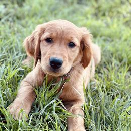 Golden Retriever Puppies from Church Creek Retrievers