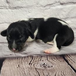 Bella - Piebald female Dachshund puppy in Anaconda, Montana from Williams Family Dachshunds