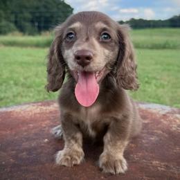 Chocolate and cream brindle - Chocolate and cream male Dachshund puppy in Defuniak Springs, Florida from Anastasia Knight's Cocker Spaniels