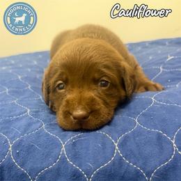 Cauliflower - Chocolate male Labrador Retriever puppy in Elloree, South Carolina from Moonlight Kennels LLC