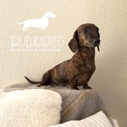 Jovie - Brindle female Dachshund puppy in Royse City, Texas from Truehearted Miniature Dachshunds