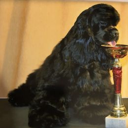 Cocker Spaniel All Grown Up from Moonfyre cockers