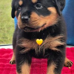 Yellow collar girl - Black and mahogany female Rottweiler puppy in Live Oak, Florida from K&R RANCH KENNELS