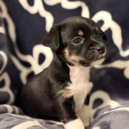 Salem - Black and tan male Chihuahua puppy in Seneca, Missouri from Stephanie’s Puppy Colony