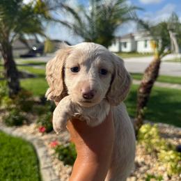 Cream female-3900 - Cream female Dachshund puppy in Winter Haven, Florida from Dreamwork Dachshunds