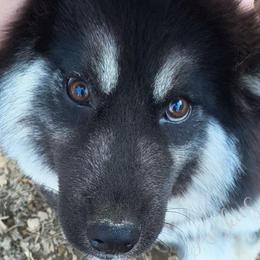 Valkarie - Siberian Husky