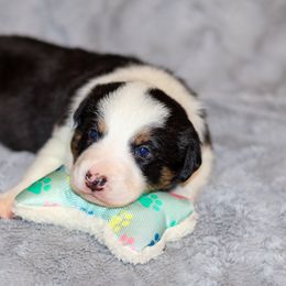 Border Collie Puppies from Wandering Meadows Farm
