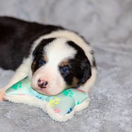 Border Collie Puppies from Wandering Meadows Farm