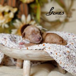 Bones - Apricot female Goldendoodle puppy in Mendon, Massachusetts from Comfort & Cuddle Co