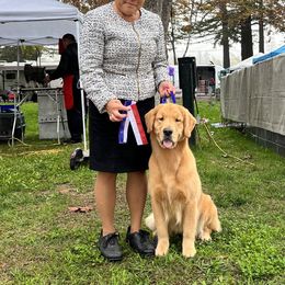 Golden Retriever All Grown Up from Insignia Goldens