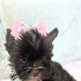 Prissy - Liver female Yorkshire Terrier puppy in Gaylesville, Alabama from Sweet Alabama Yorkies