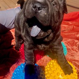 Chinese Shar-Pei Puppies from Setareh Chinese Shar Pei