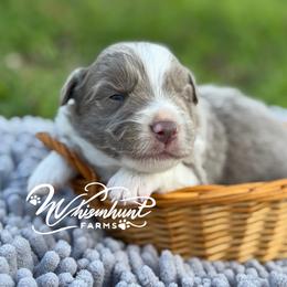 Lilac Boy 1,700 - Lilac male Border Collie puppy in Nashville, Arkansas from Whisenhunt Farms