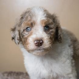 Mimosa - Trained Puppy Selection - Chocolate merle female Bernedoodle puppy in Youngstown, Florida from Wonderland’s Boujie Kennels