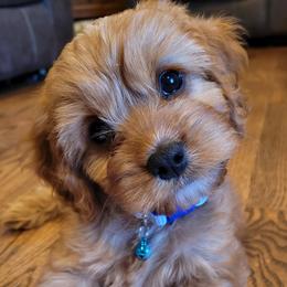 Cavapoo and Poodle Puppies from Huck's Adventures