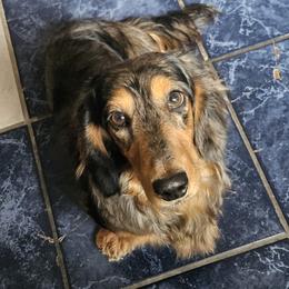 Archie - Dachshund