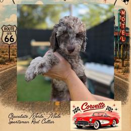 Corvette - DallasTX - 4,000 - Chocolate male Goldendoodle puppy in Garland, Texas from Twilight Doodles