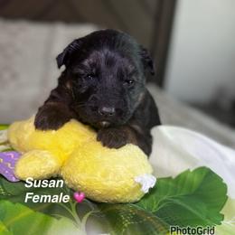 Susan - Black and red female German Shepherd puppy in Hesperia, California from Von Geesa