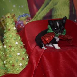 Coal - Black and white male Chihuahua puppy in Gloucester, Virginia from Charlotte's Web of Chihuahuas