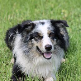 Borris - Border Collie