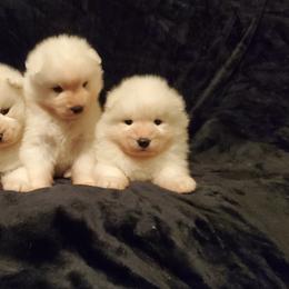 Samoyed Puppies from Limelight Samoyeds