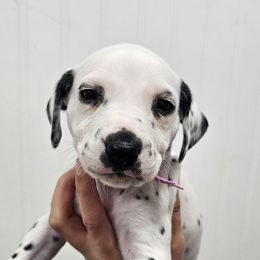 Purple collar - White and black female Dalmatian puppy in Knoxville, Tennessee from Dazzling Dalz