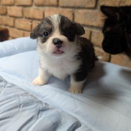 Lihua (Blue Collar) - Black and tan female Pembroke Welsh Corgi puppy in Stoystown, Pennsylvania from Willow Grove Corgis