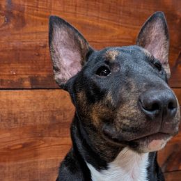 Miniature Bull Terriers from Barton's Miniature Bull Terrier