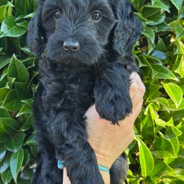 Rascal - Black male Goldendoodle puppy in Enumclaw, Washington from Owen-a-Doodle