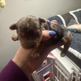 Armani - Liver male Yorkshire Terrier puppy in Winston Salem, North Carolina from Patty’s Paws