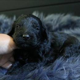 Bullet - Black male Goldendoodle puppy in Missouri from Husky Hill Kennel