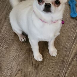 Camo - Chihuahua