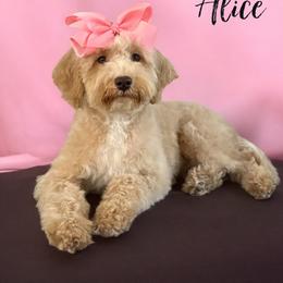 Alice - Cavapoo