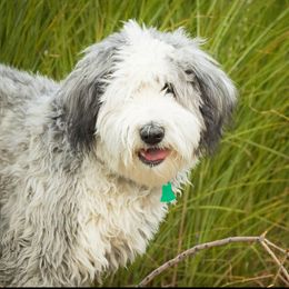 Willow - Sheepadoodle