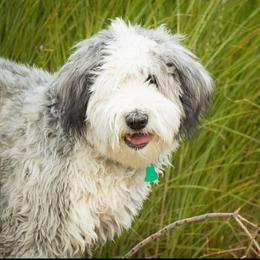 Willow - Sheepadoodle