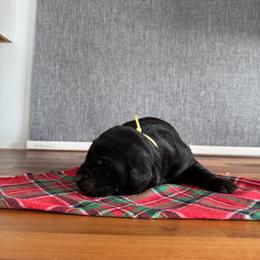Jasmine - Black female Labrador Retriever puppy in Richfield, Utah from Stormy River Retrievers