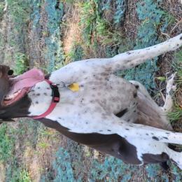 German Shorthaired Pointers from Stellar GSPs