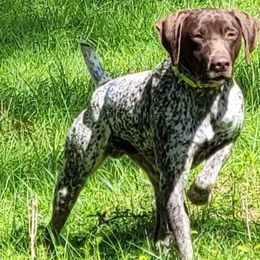 Jax - German Shorthaired Pointer