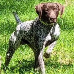 Jax - German Shorthaired Pointer