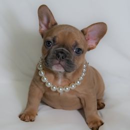 French Bulldog puppies from Faux Real Frenchies