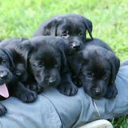 Labrador Retriever Puppies from Hidden Pond Kennel