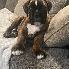 Boxer Puppies from Von Royal Dell’Infinite