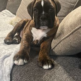 Boxer Puppies from Von Royal Dell’Infinite