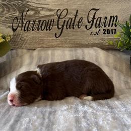 Ticer - White and red male Border Collie puppy in Moody, Texas from Narrow Gate Farm